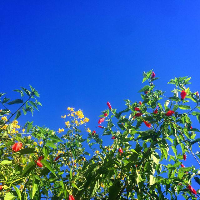 #blue #green #yellow and #red
#naturecolors #bluesky #365