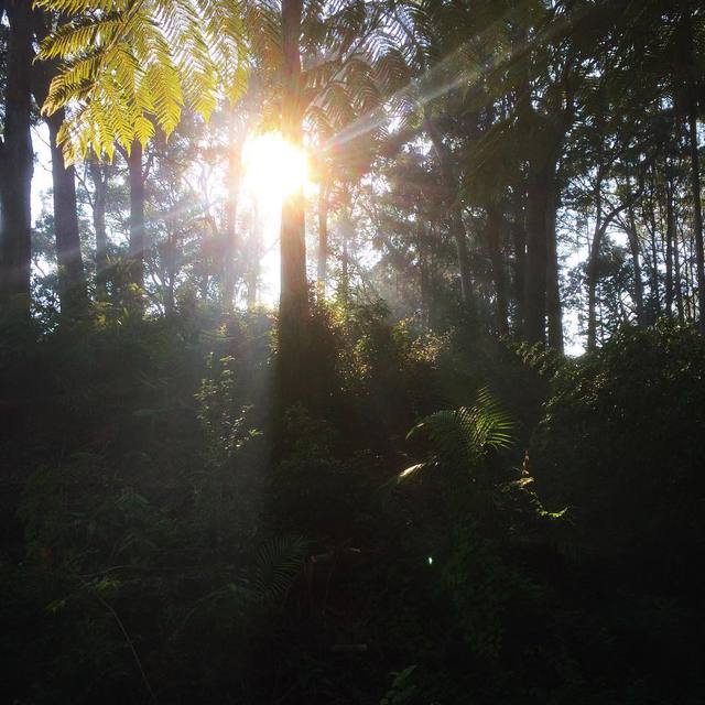 Morning sunshine finding its way
.
.
#sunshine #nature #haze #sunbeams #sunrays #365