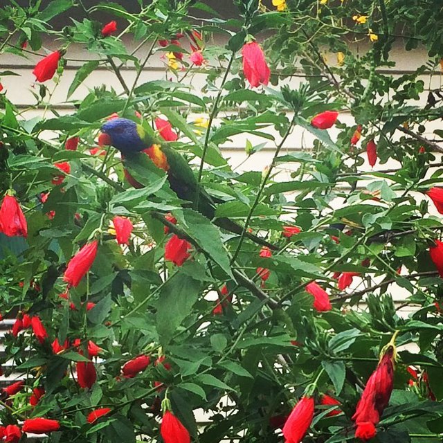 Hiding in the hibiscus
#365 
#rainbowlorikeet #urbanbirds #hibiscus #ourbackyard