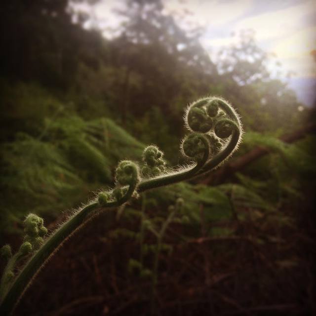 Unfurling a new fern
#fern #newgrowth #nature #365