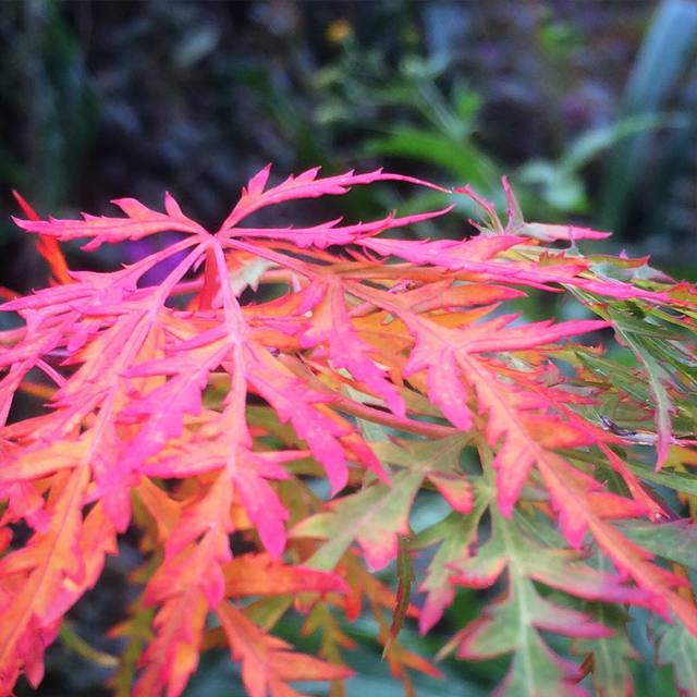 Changing colours
#winter #stilllikeautumn #maple #nature #redleaf #365