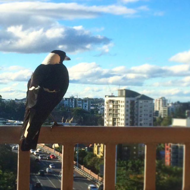 Had a little visitor today
#magpie #wildlifeinthecity #365