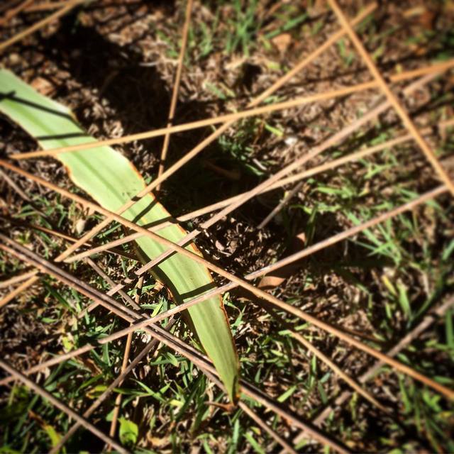 Scattered sticks, suspended leaf
#windyweather #random #scattered #shadow #365