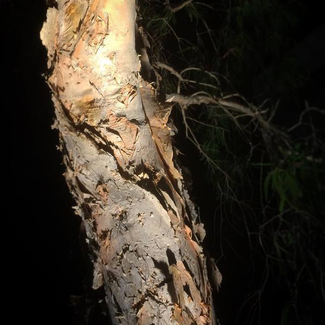 #paperbark #litfrombelow #sculpturaltree #365