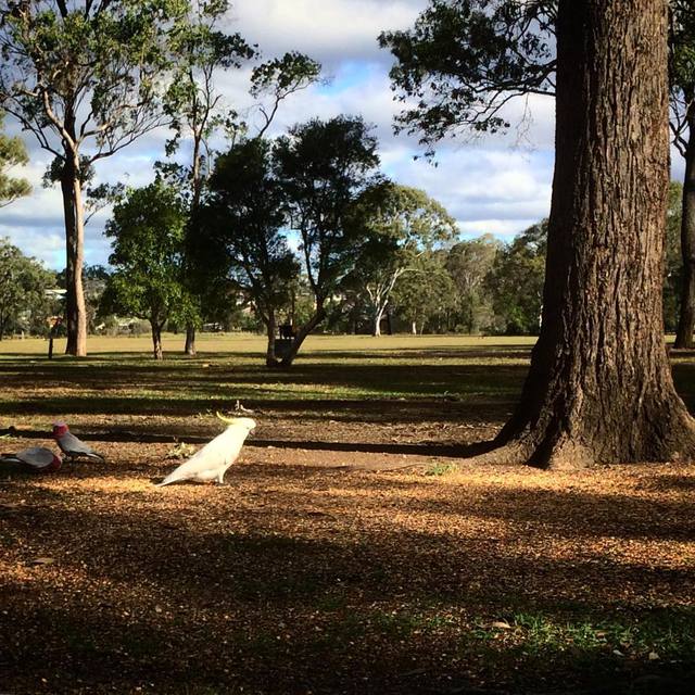 #cockatoo #whitecockatoo #galahs #wannacracker #365