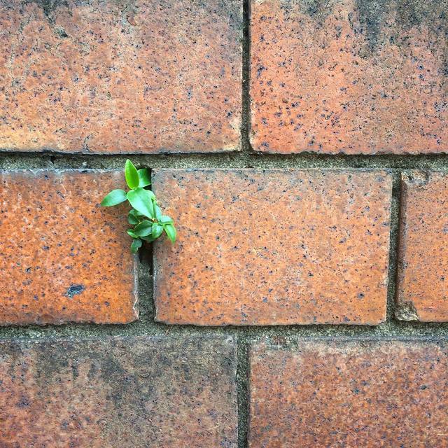 Persistence
#bricks #plantsinoddlocations #brickwall #persistence #365