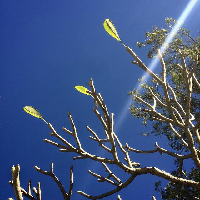 Trees with few leaves.  Frangipani readies for winter
#frangipani #bluesky #lensflare #brisbanewinter #winter #nofilter  #365