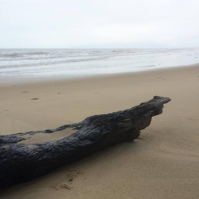 #driftwood
#beach #quiet #rain #whitesky #365