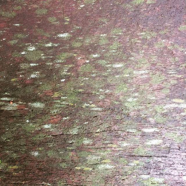 Art by nature, rain and shade
#pattern #moss #lichen #damp #natureatwork #365