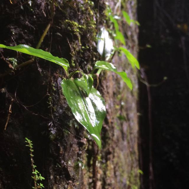 #rainforest #nature #closeup #365