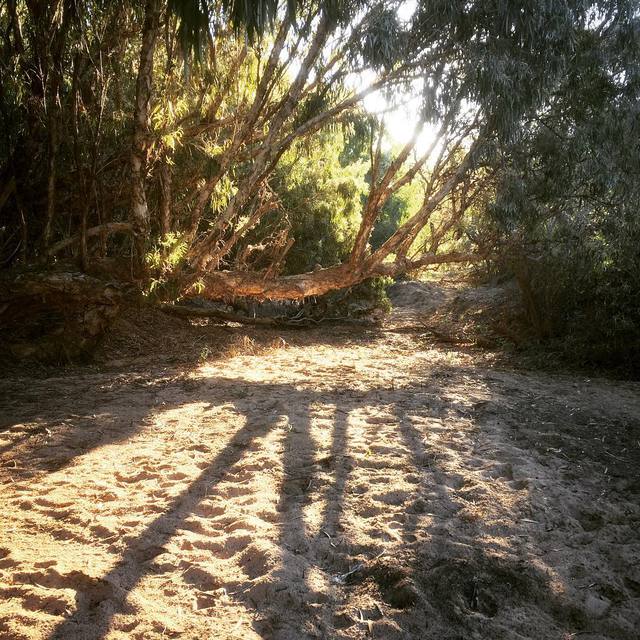 Long shadows
#sand #shadows #sunbeams #lowsun #nature #beenoffline #365