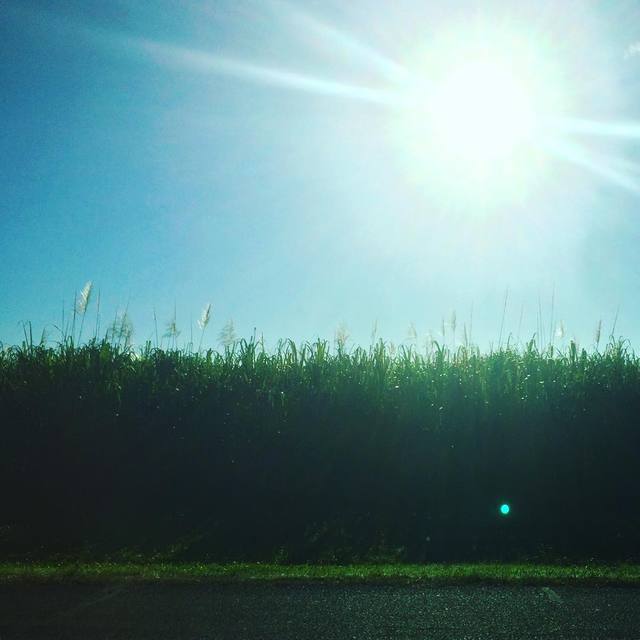 Cane field sunrise
#sugarcane #cairns #sunshine #roadside #thisisaustralia #365