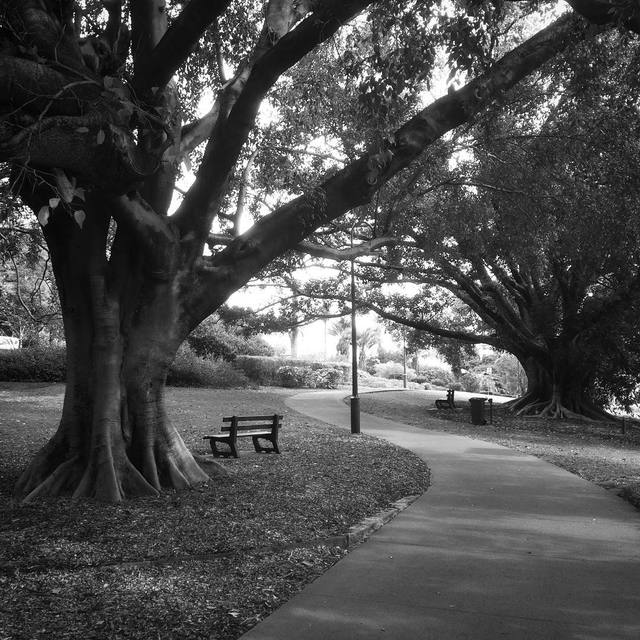 #thisisbrisbane 
#figtrees 
#parkbench 
#fallenleaves 
#blackandwhite 
#365