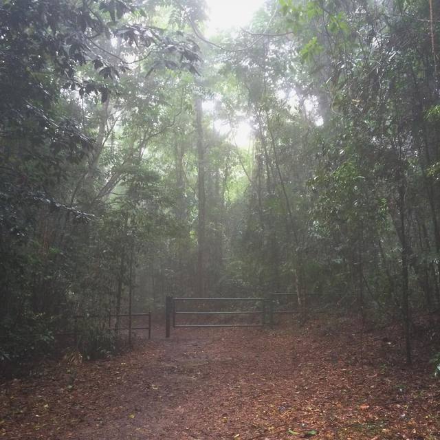 Misty mountain
#intheclouds #mist #track #nature #bushwalk #365