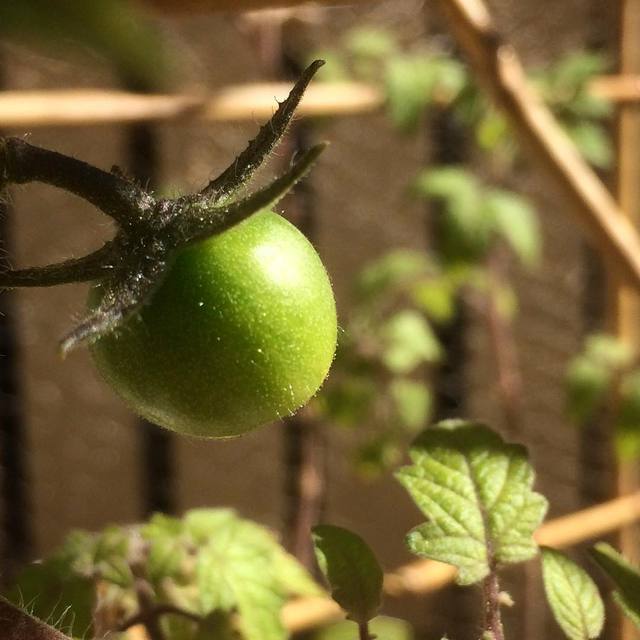 Come on little guy.  Soak up some of that sunshine and turn a delicious red for me.
#tomato #vegiegarden #urbangarden #macro #365
