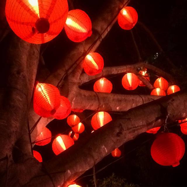 #lanterns #decoratedfigtree #red #365