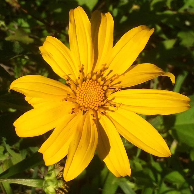 Yellow!
#flower #yellow #probablyaweed #winter #365