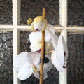 Orchid Bloom
#timelapse #orchid #nature #lapseit #365